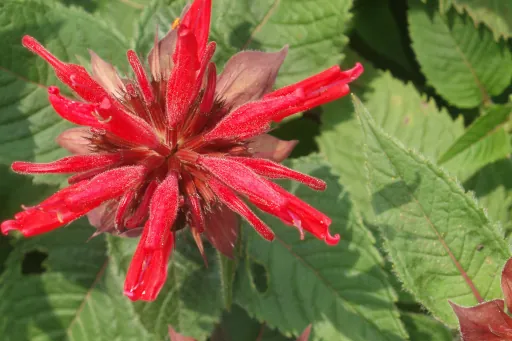beebalm_web