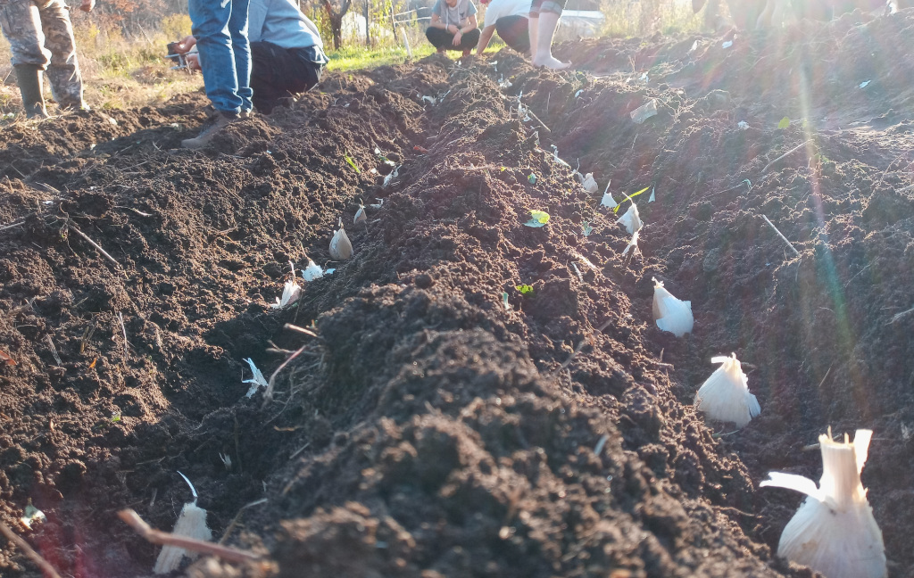 garlic3 Photo of people planting garlic